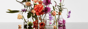 The Glasshouse Fragrances Story