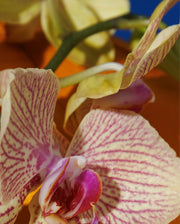Image product fragrance